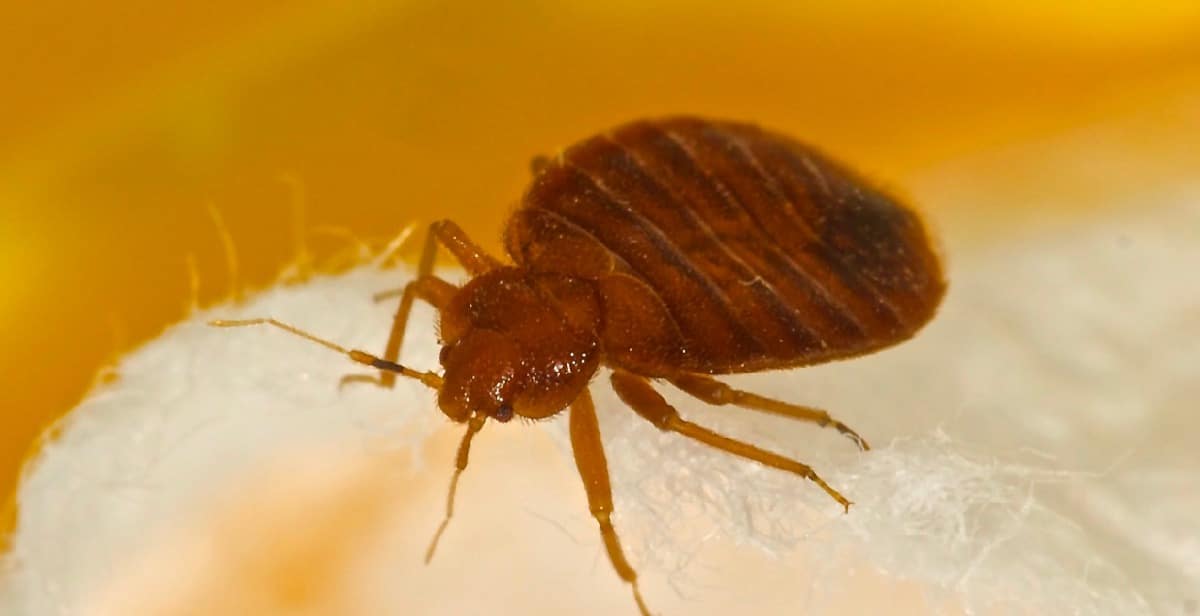 Close up photo of a bed bug.