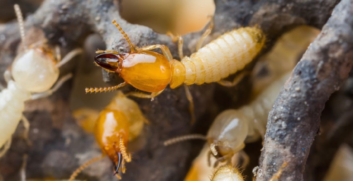 Close up photo of termites (white ants).